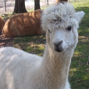 Photo of female alpaca Estrelle