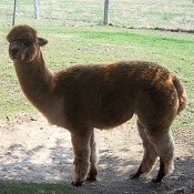 Photo of female alpaca Hannah