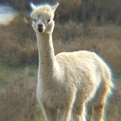 Photo of female alpaca Jackie