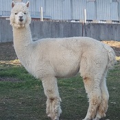 Photo of male alpaca Nero