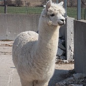 Photo of male alpaca Octavian