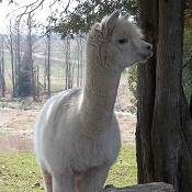 Photo of female alpaca Rose Petal