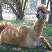 Photo of female alpaca Sandra D