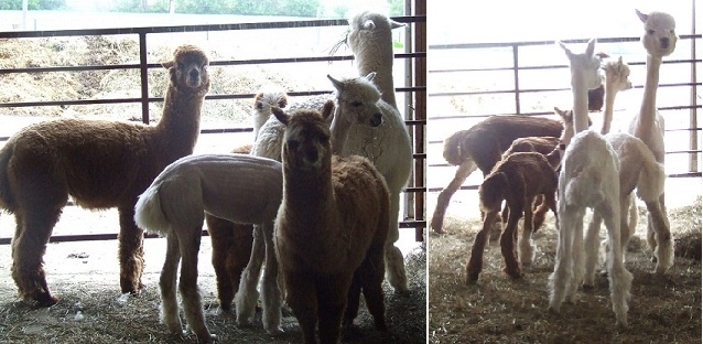 Photo of Before and After Shearing