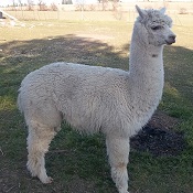 Photo of male alpaca Vespasian 